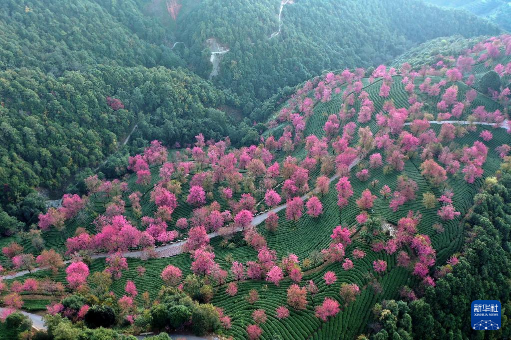 冬樱盛开 黛粉花瓣盛开似锦