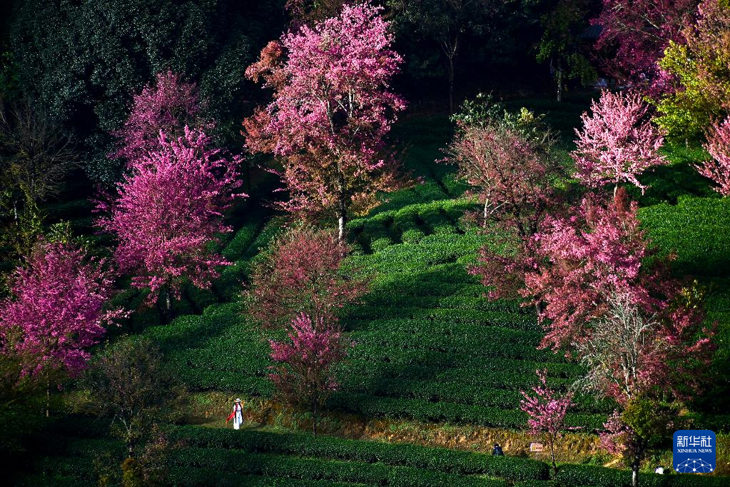 冬樱盛开 黛粉花瓣盛开似锦