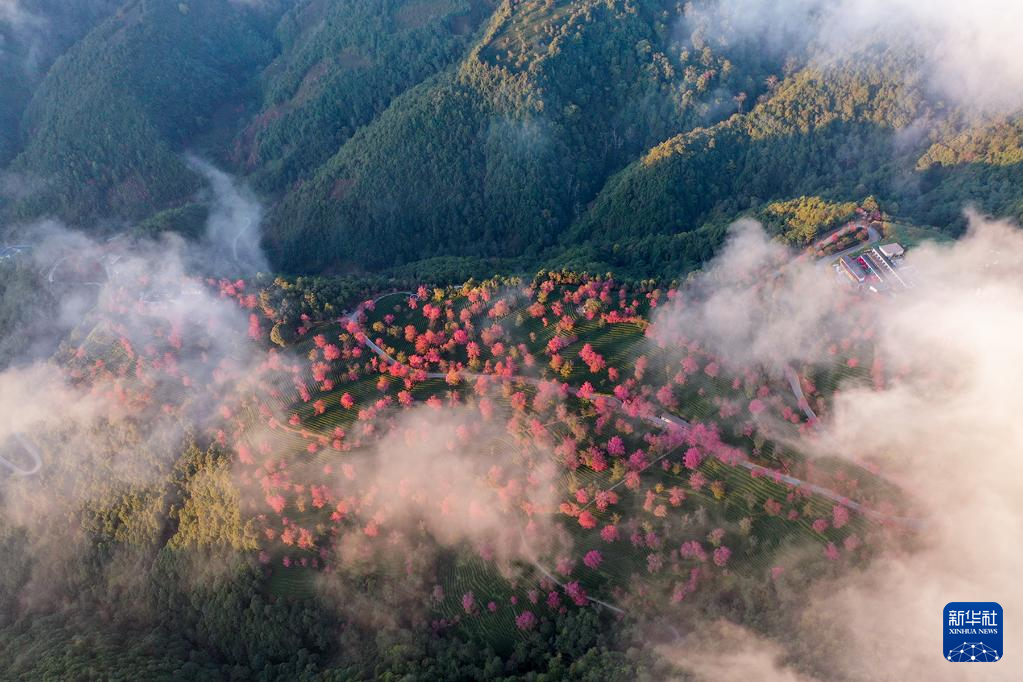 冬樱盛开 黛粉花瓣盛开似锦