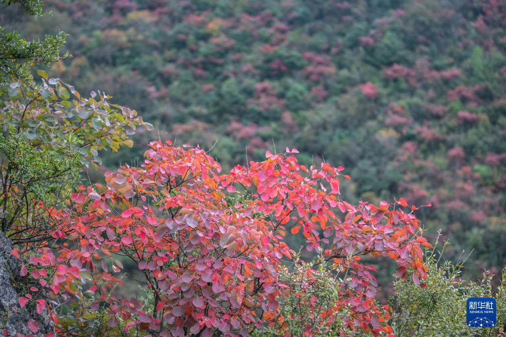 漫山斑斓 层林尽染