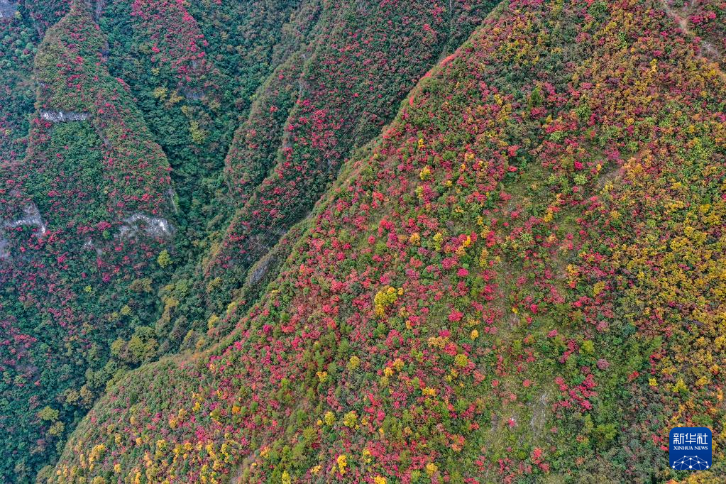 漫山斑斓 层林尽染