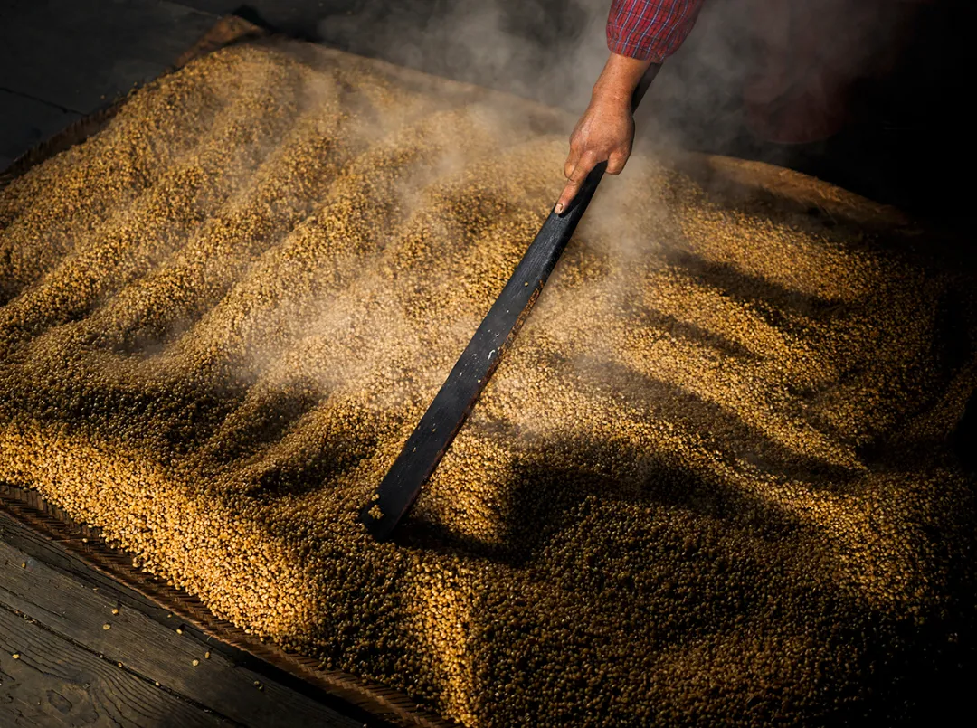 青稞酿咂酒 喜迎羌历年 图片